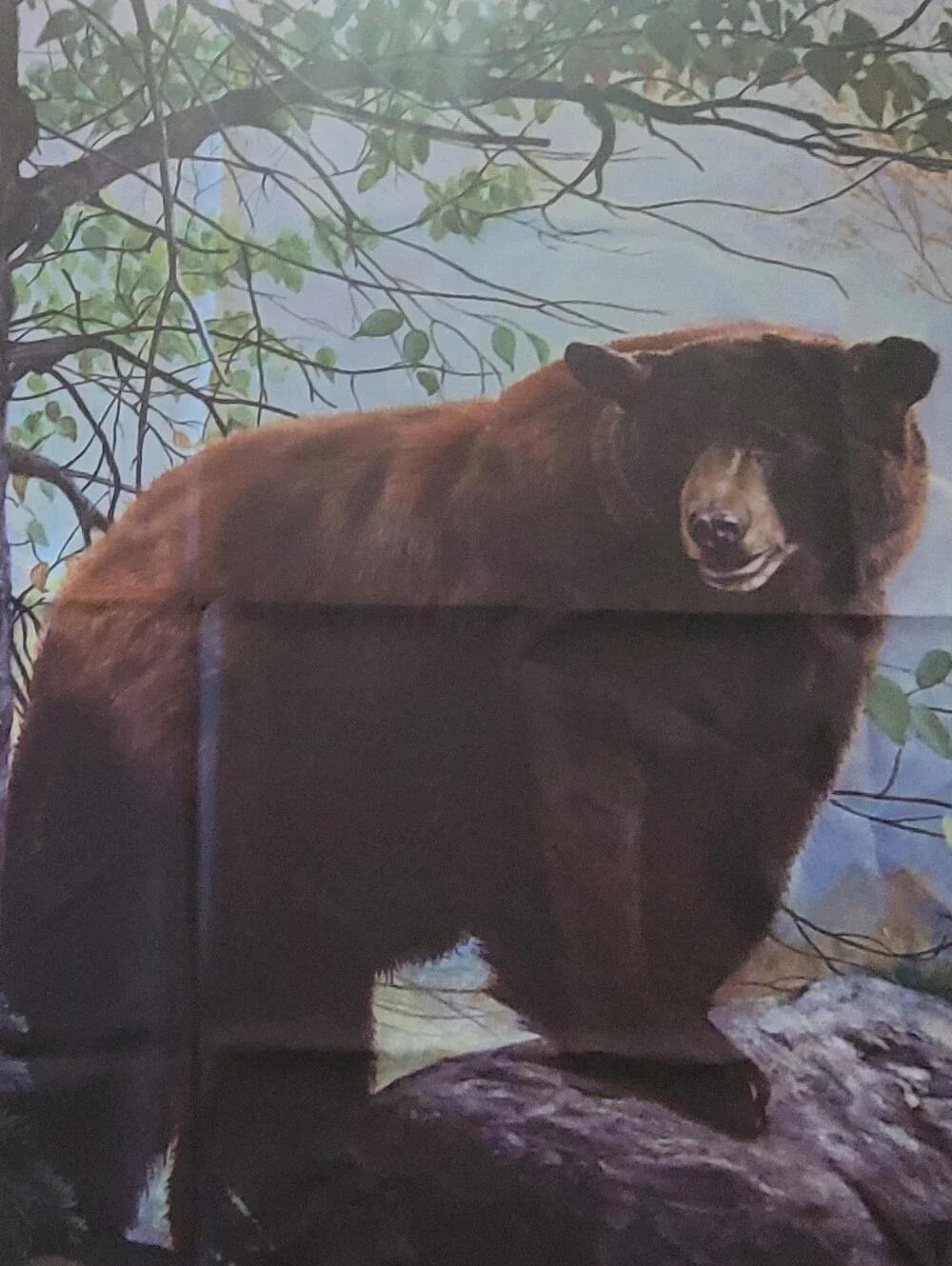 Bear aesthetic rustic farmhouse art decor wall hanging or table cover tapestry.